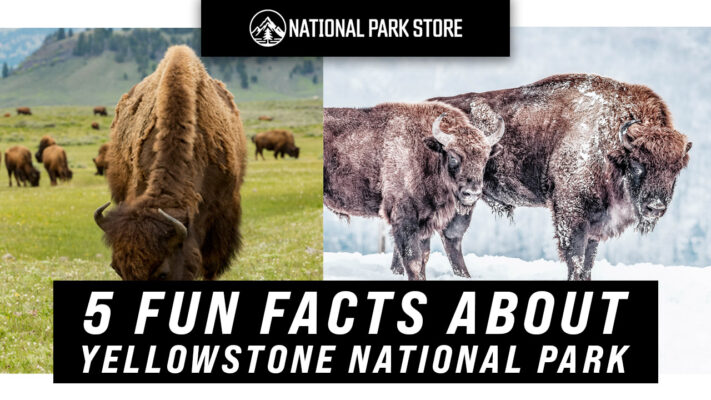 featured 5 fun facts about yellowstone national park