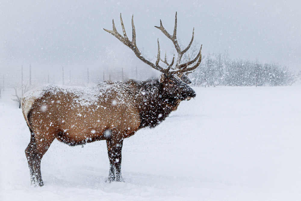 yellowstone national park in December