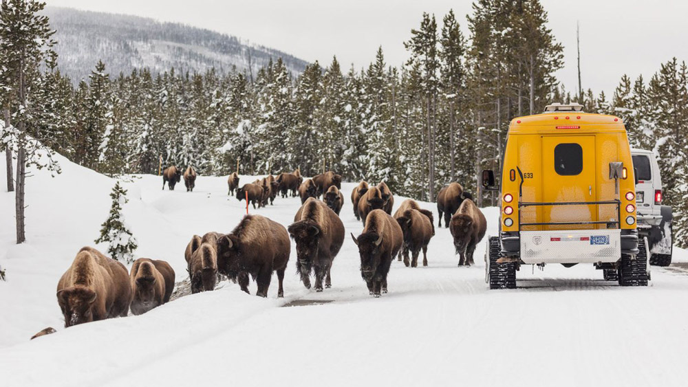 Yellowstone National Park in January