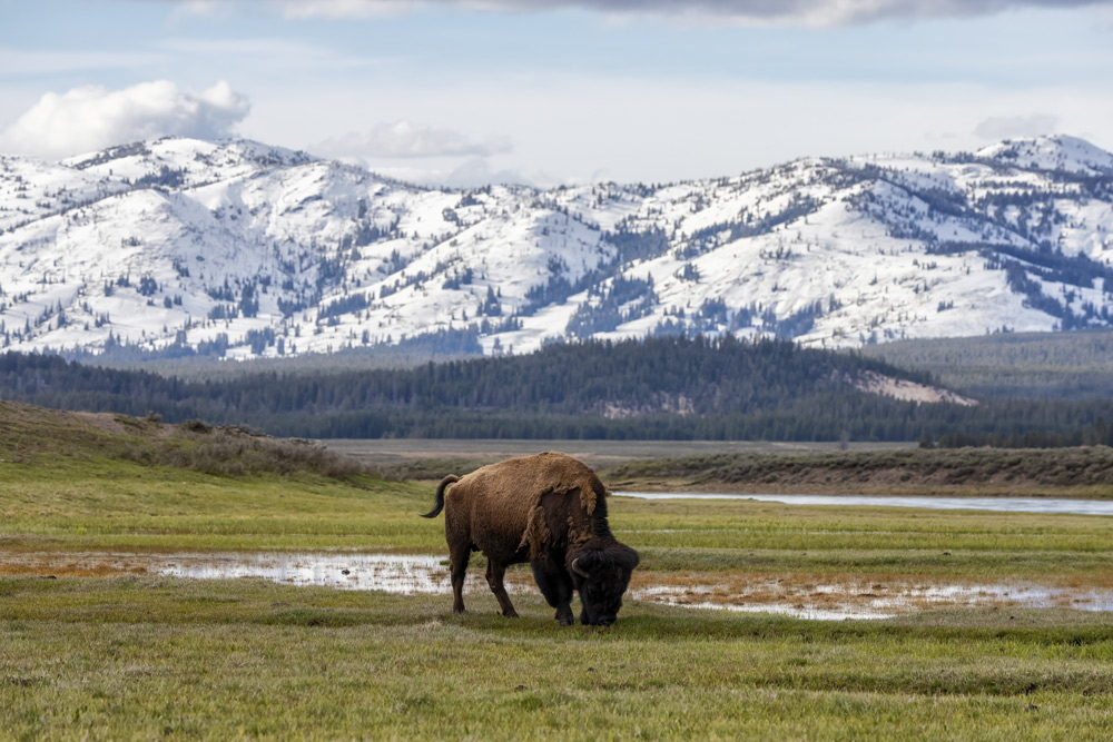 yellowstone national park in May