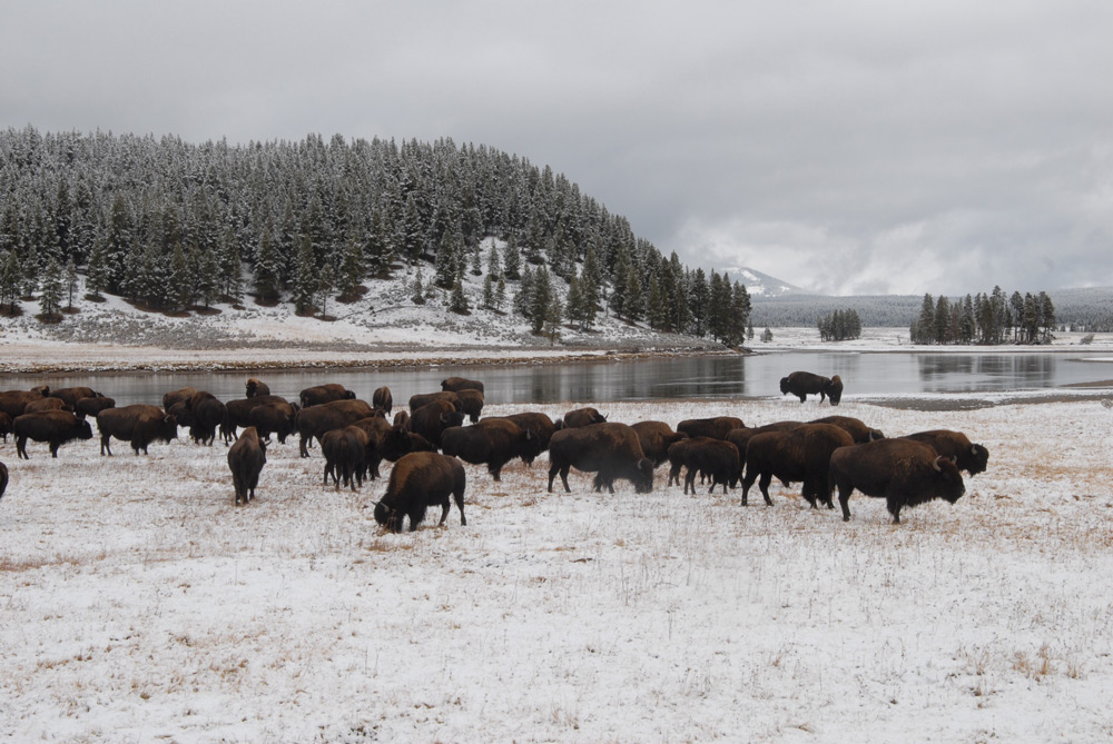 yellowstone national park in November