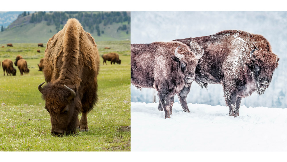 perfect habitat diverse ecosystem 5 Fun Facts About Yellowstone National Park